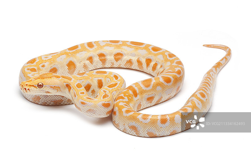 白色背景上的缅甸蟒蛇（白化）图片素材