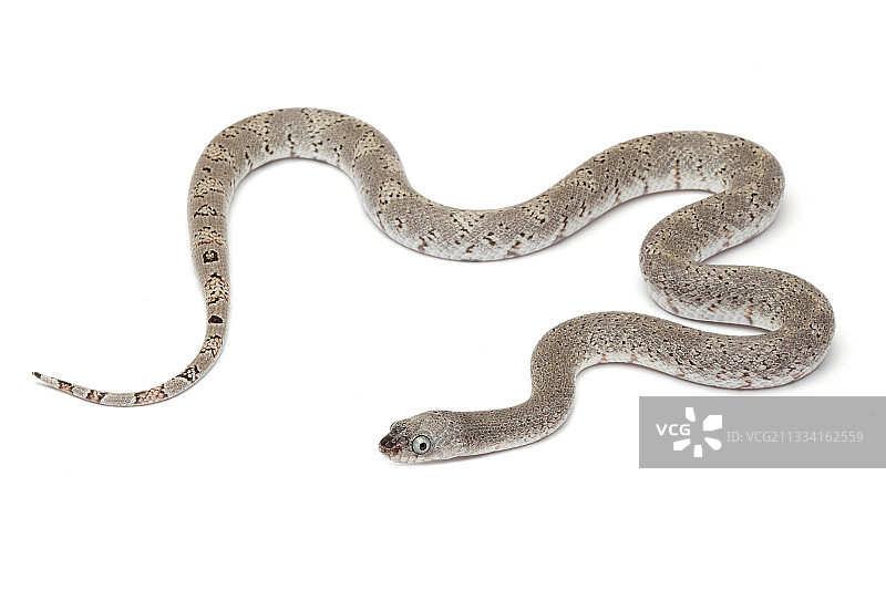 白色背景上的灰色带状王蛇图片素材