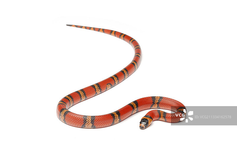 白色背景上的洪都拉斯奶蛇“橘子”图片素材