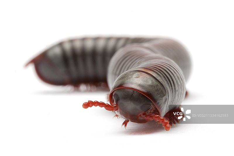 白色背景上的蜈蚣图片素材