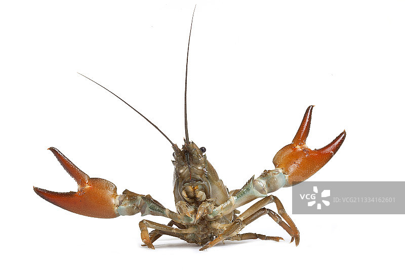 白色背景上的信号小龙虾图片素材