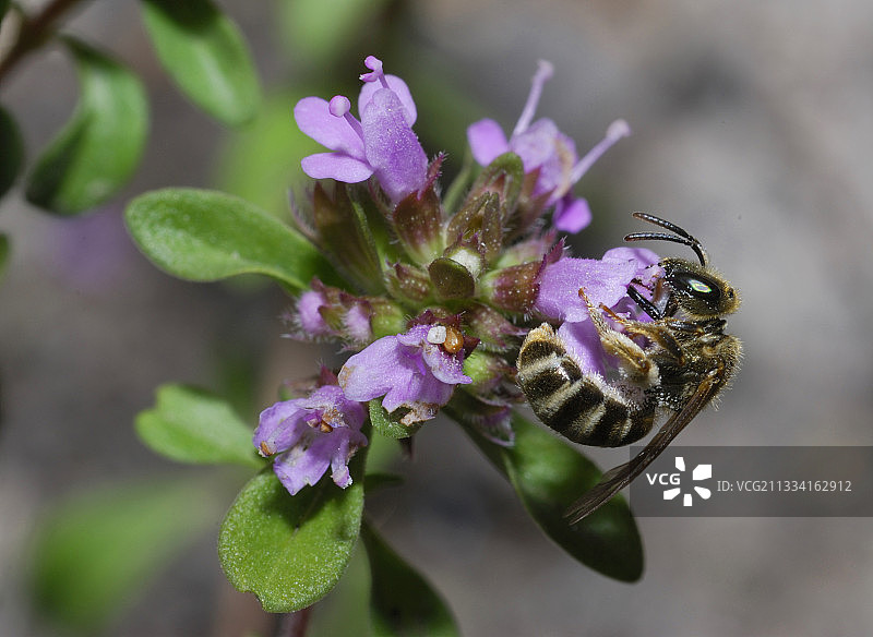 条纹地蜂在野生百里香花上，法国北部孚日图片素材