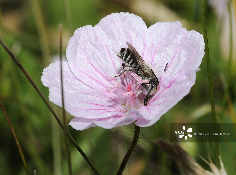 切叶蜂在天竺葵花上 - 法国北部孚日图片素材