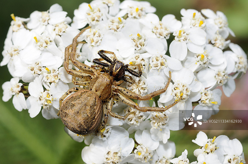 雌性蟹蛛交配后吃掉雄性 - 法国图片素材