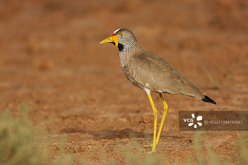 非洲肉垂麦鸡 - 塞内加尔图片素材