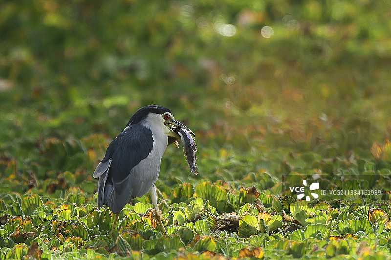 塞内加尔夜鹭捕鱼图片素材