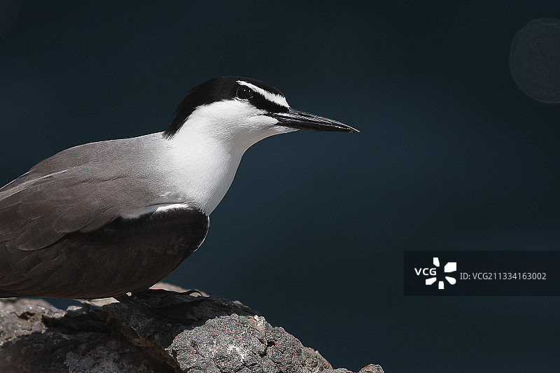 塞内加尔悬崖上的白顶玄燕鸥图片素材