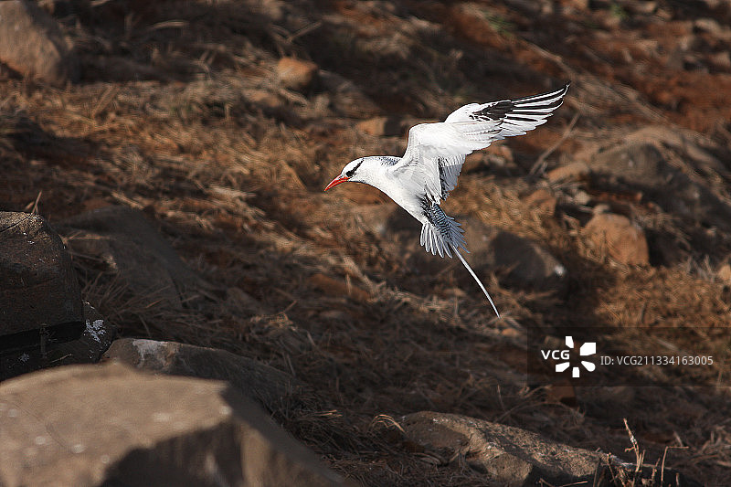 红嘴热带鸟飞行，塞内加尔图片素材