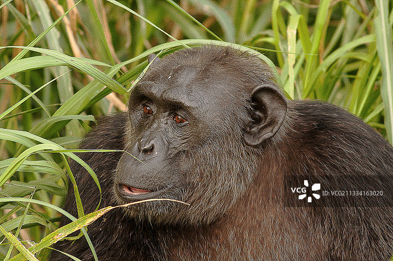 在受保护的岛屿上重新引入图片素材