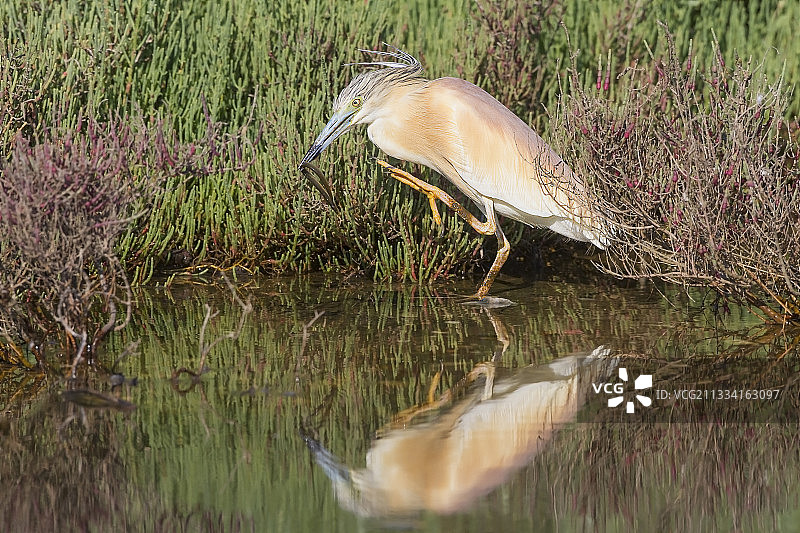 苍鹭在沿海湿地捕鱼图片素材