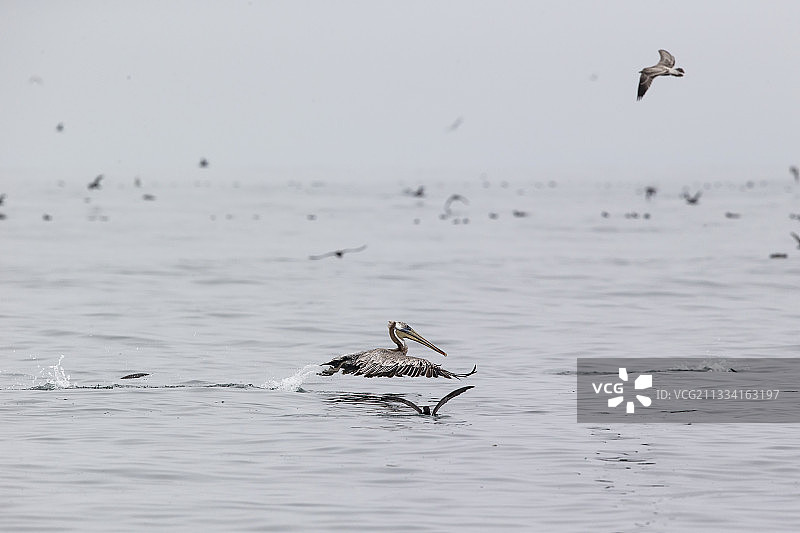 飞行中的褐鹈鹕和海鸥-加利福尼亚州蒙特雷湾图片素材