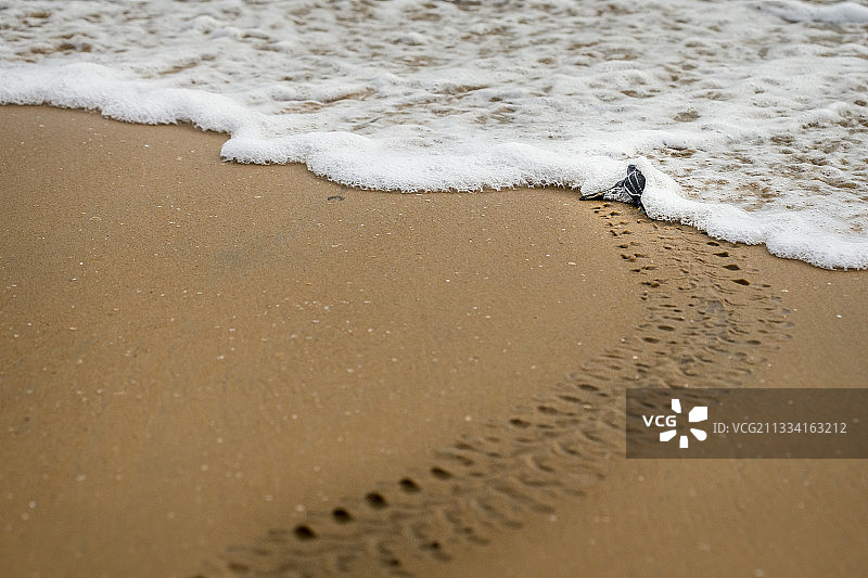 年轻棱皮龟爬向大海 - 法属圭亚那图片素材