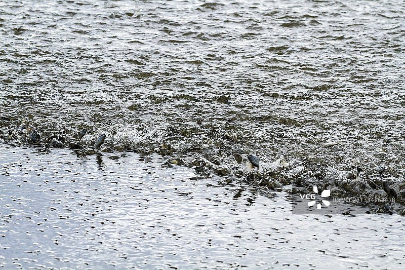 纳库鲁湖涨水后的大量罗非鱼图片素材