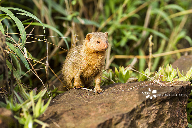岩石上的侏儒猫鼬 - 肯尼亚马赛马拉图片素材