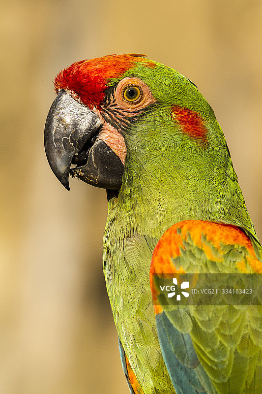 红额金刚鹦鹉 - 法国杜埃拉方丹生物公园图片素材