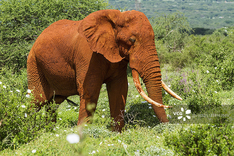 肯尼亚察沃东部：浑身泥泞的雄性非洲象图片素材