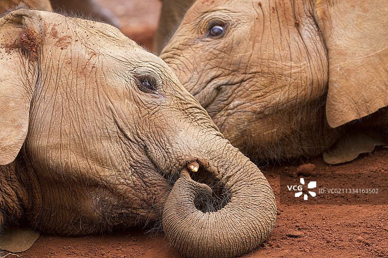 戴芬·谢尔德里克大象孤儿院图片素材