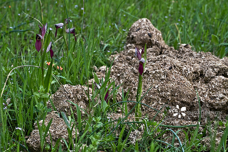 加泰罗尼亚马粪上的舌状 Serapias 兰花图片素材