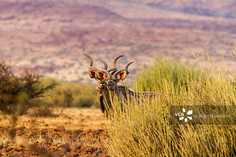 大捻角羚和海 Euphorbia - 纳米比亚达马拉兰图片素材
