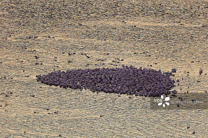 黎明时分水中的小红鹳 - 肯尼亚博戈里亚湖图片素材