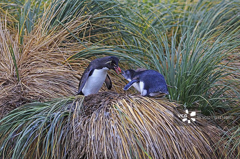 凤头黄眉企鹅喂食幼崽，地点：福克兰群岛图片素材