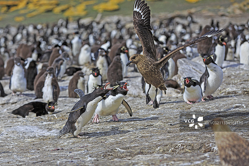 福克兰群岛的跳岩企鹅图片素材