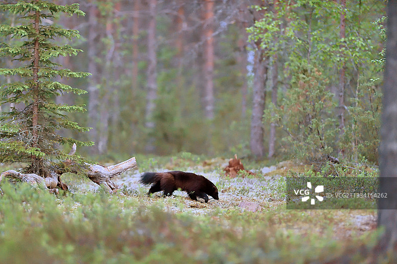 在针叶林中行走的狼獾 - 芬兰图片素材