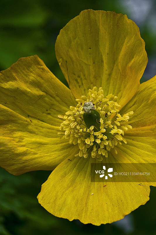 西班牙加泰罗尼亚盛开的威尔士罂粟花图片素材