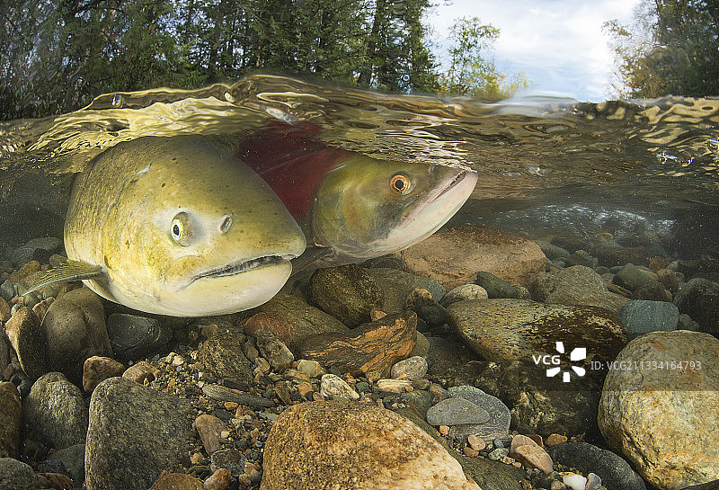 水下的红鲑鱼-加拿大亚当斯河图片素材