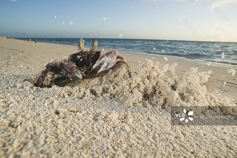 带洞穴和土堆的角眼沙蟹 - 新喀里多尼亚图片素材