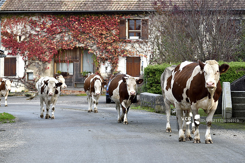 蒙贝利亚尔奶牛返回法国农场挤奶图片素材