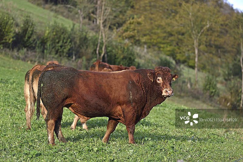 瑞士汝拉州的牧场公牛图片素材