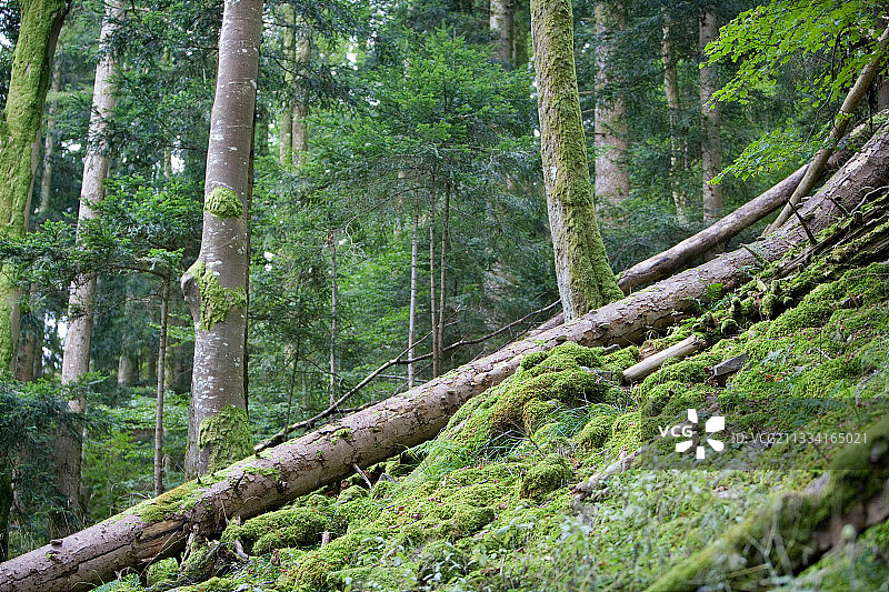 法国孚日山脉的林下植被图片素材