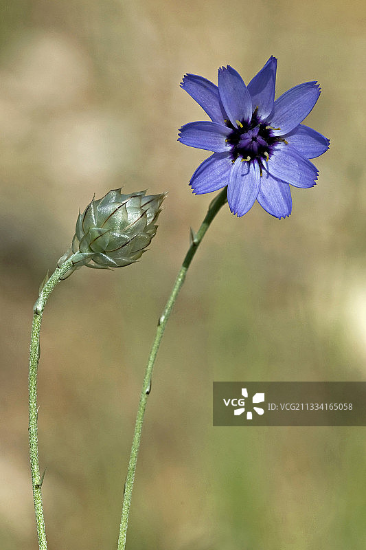 加泰罗尼亚（西班牙）盛开的丘比特飞镖图片素材