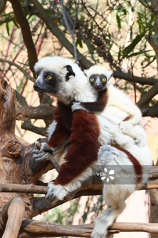 马达加斯加树枝上的科凯雷尔冕狐猴和幼猴图片素材