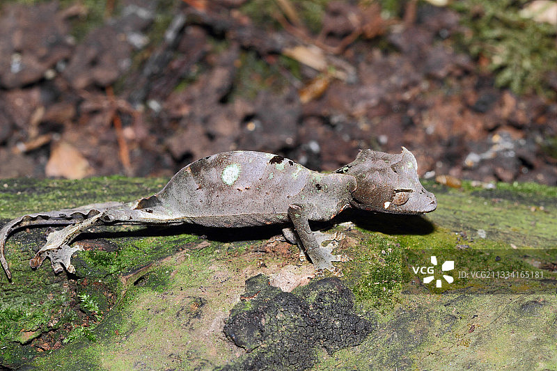 树皮上的撒旦叶尾壁虎-马达加斯加图片素材