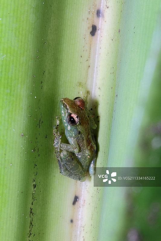 马达加斯加瓦夸树叶上的小树蛙图片素材