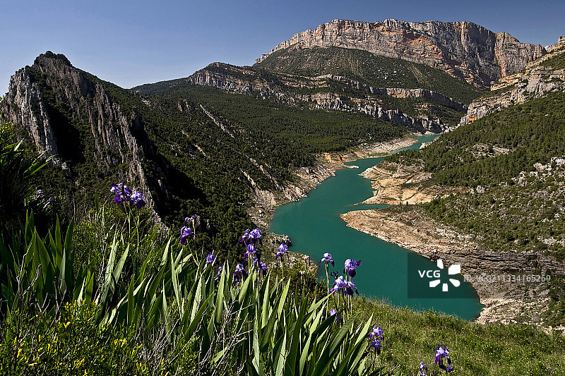 西班牙加泰罗尼亚盛开的德国鸢尾花图片素材
