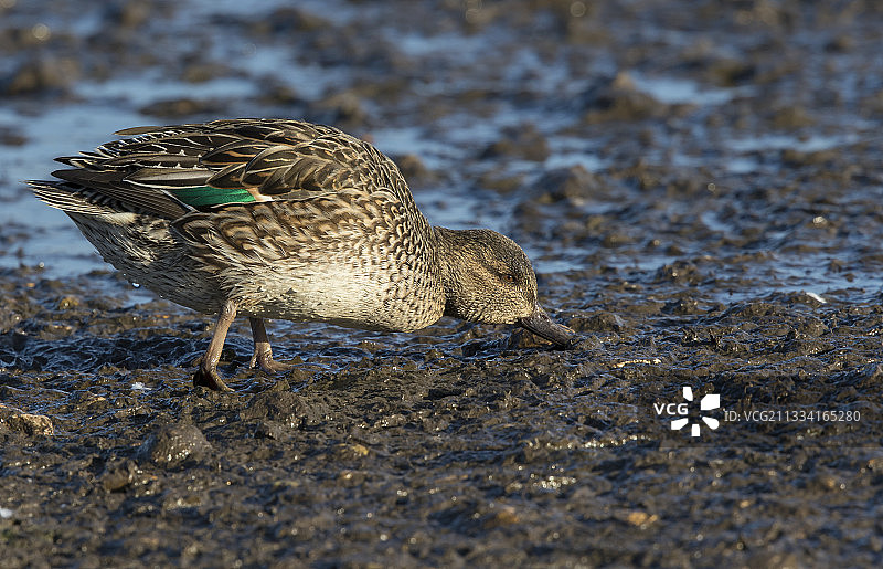 冬季，女人在泥泞地区觅食图片素材