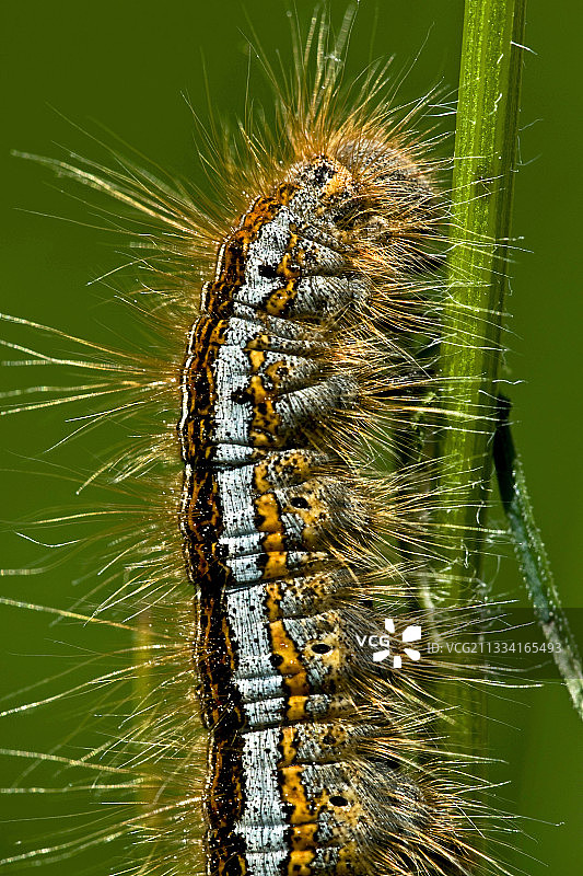 加泰罗尼亚草地上毛毛虫的特写图片素材