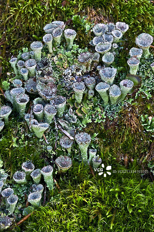 西班牙阿拉贡的杯状地衣和苔藓图片素材
