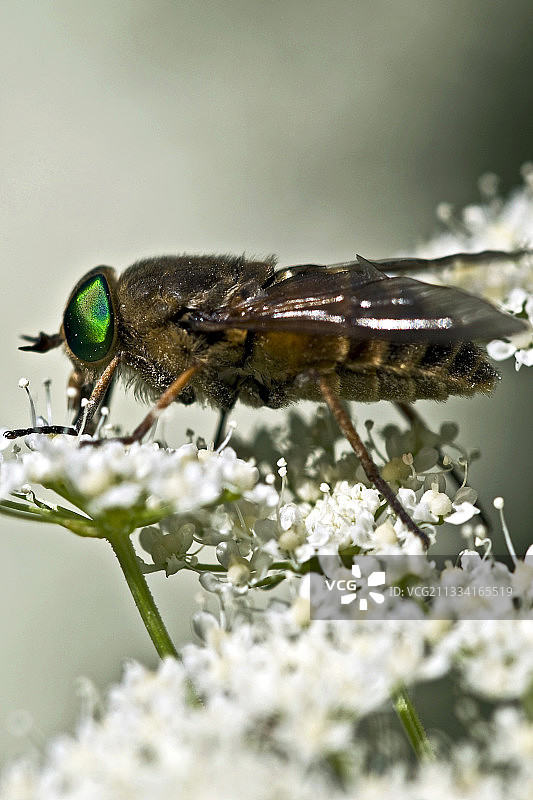 西班牙阿拉贡的马蝇在伞形科植物上觅食图片素材