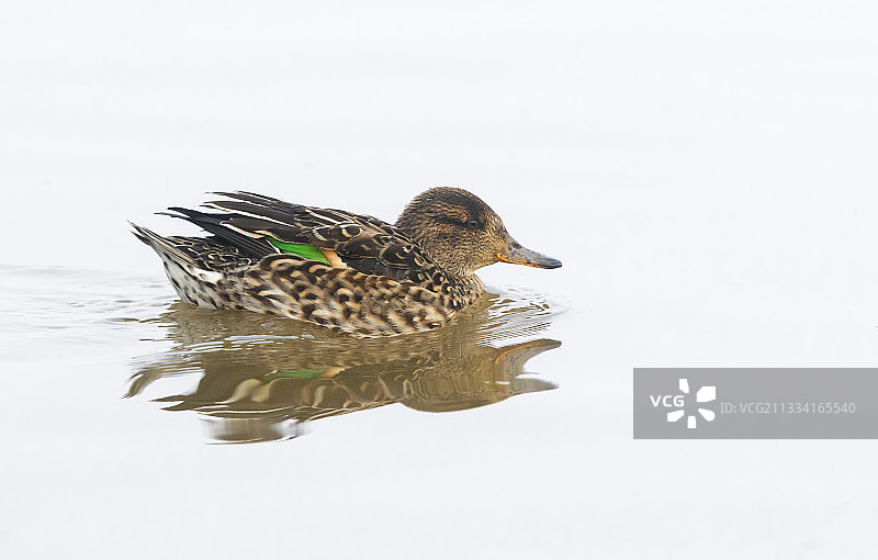 冬季游泳的雌绿头鸭图片素材
