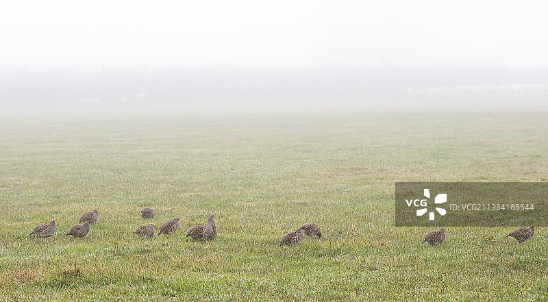 冬季薄雾中的草地上的灰山鹑图片素材