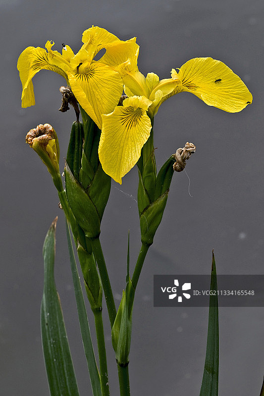 西班牙加泰罗尼亚盛开的淡黄色鸢尾花图片素材
