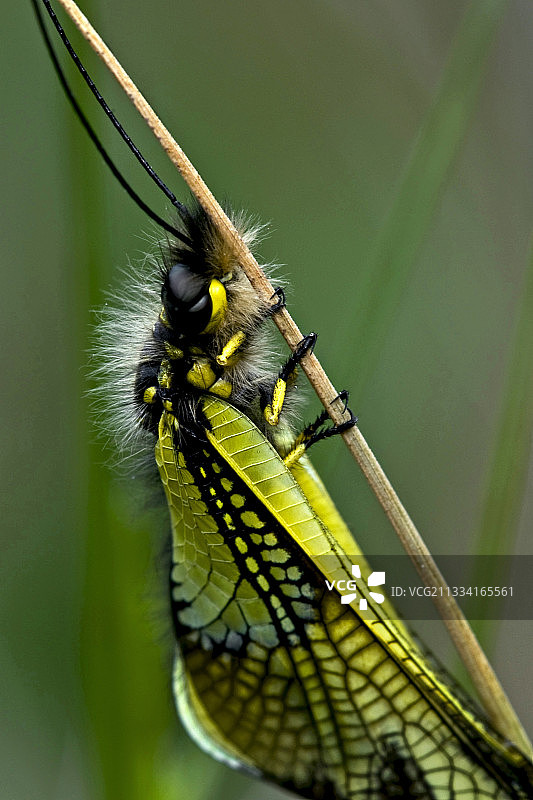 加泰罗尼亚茎上的猫头鹰——西班牙图片素材