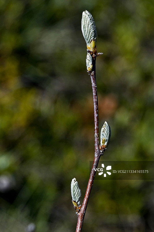 西班牙加泰罗尼亚的白梁嫩叶图片素材