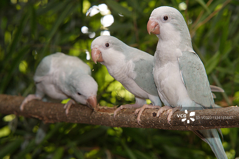 树枝上的和尚鹦鹉图片素材