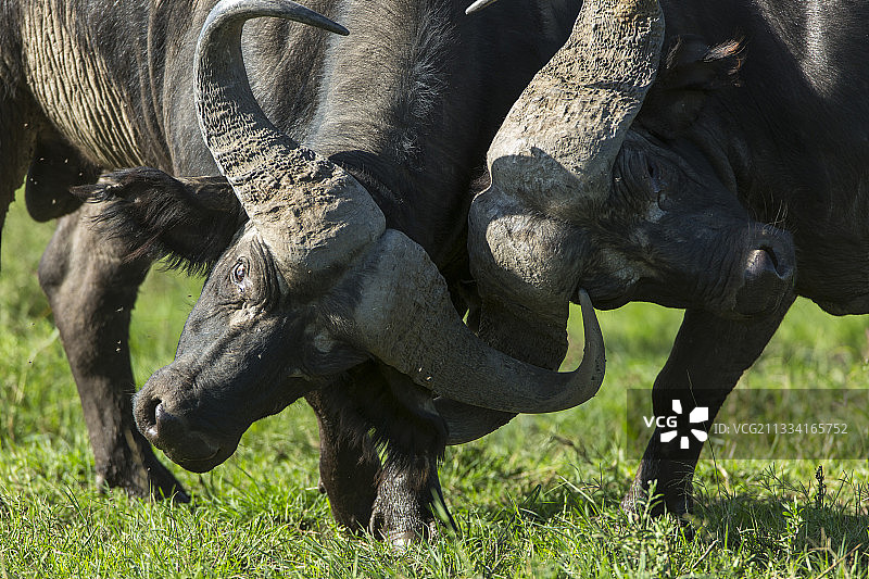 非洲水牛在肯尼亚马赛马拉稀树草原上搏斗图片素材