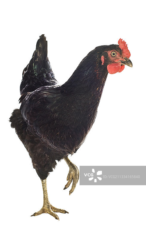 加斯科涅鸡图片素材